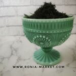 شوید درشت پفکی مجلسی